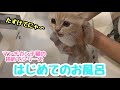 【超かわいい】マンチカン子猫、はじめてのお風呂【The munchkin kitten takes a bath for the first time】