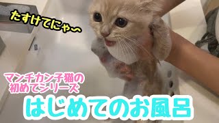 【超かわいい】マンチカン子猫、はじめてのお風呂【The munchkin kitten takes a bath for the first time】