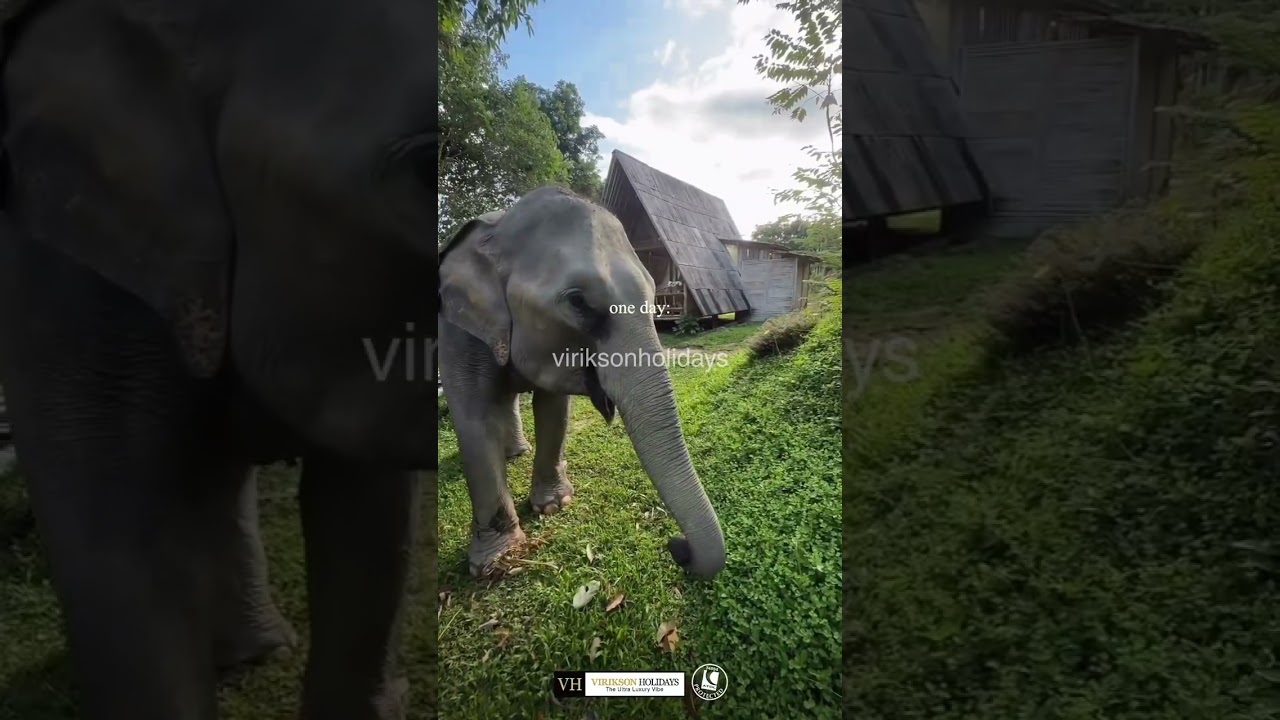 Thailand Travel | Elephants in Thailand