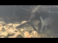 Underwater steelhead UP CLOSE.