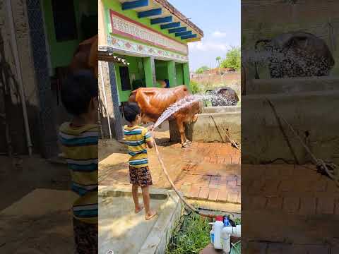 choti choti gaiya