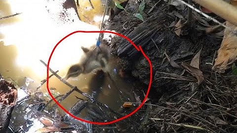 Câu cá lóc nhấp cá bằng vịt con, hang huyền thoại cá lóc sung gê