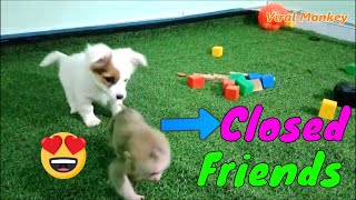 Cutest Baby Monkey and Puppy Baby Dog Playing Together | Viral Monkey