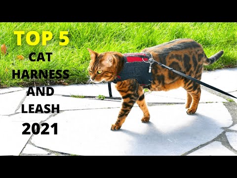 Top 5: Best Cat Harness and Leash with 4 Buckles Escape 2021 | Leash and Collar Set,