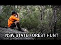 First time hunting a NSW State Forest // Got our R License and went to explore and hunt public land