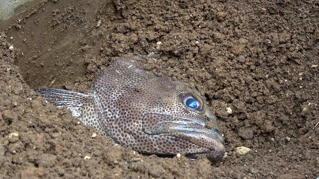 魚の頭を庭に埋めて1ヶ月放置したらきれいな頭蓋骨が取れるのか実験し