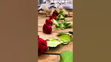 رح افرشلك الأرض ورود 