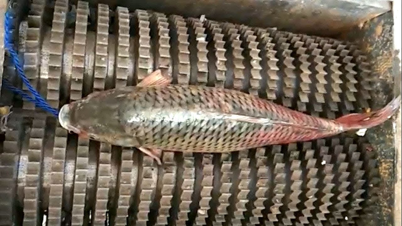 Amazing Machines and Tools Operating At An INSANE LEVEL ▶ 2