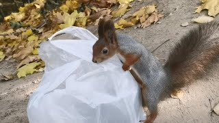 Кормим белочек 🐿️ в Нескучном саду (30.09, Парк Горького, Москва) | Feeding the squirrels | # 113