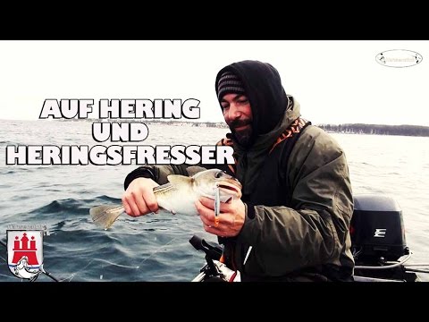 Video: Süßer Hering Auf Dem Dach