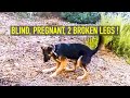 Blind, pregnant dog with TWO BROKEN LEGS abandoned in the mountains rescued just in time!