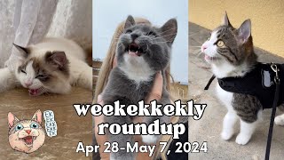 ekekekkekkek compilation  Cat Chirping & Chattering (Weekly Roundup: Apr 28May 7, 2024)