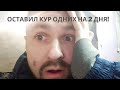 Оставил кур одних на 2 дня!