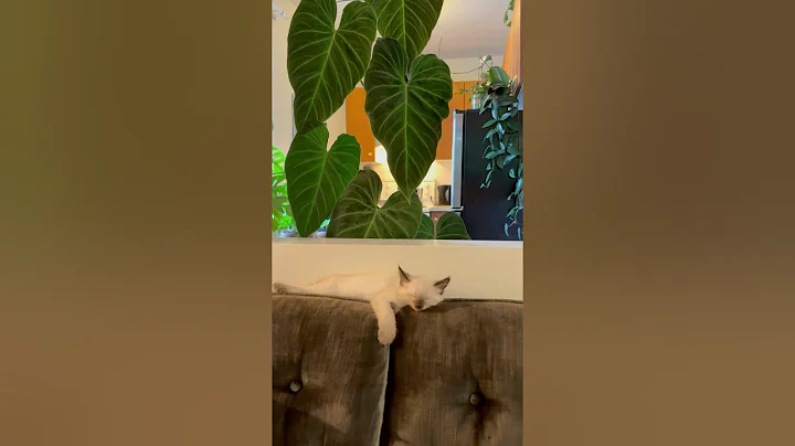 Video 10793841: ragdollkittens cat kitten, ragdollkittens cat cute