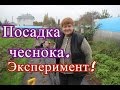 Посадка чеснока. Эксперимент.