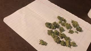 28 Dollar th Liberty health sciences Florida Mmj Review