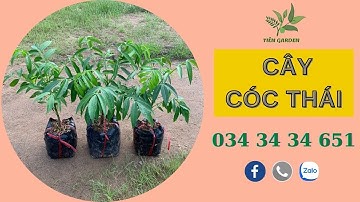Giới thiệu giống cây cóc thái| Tiên Garden| 0343434651