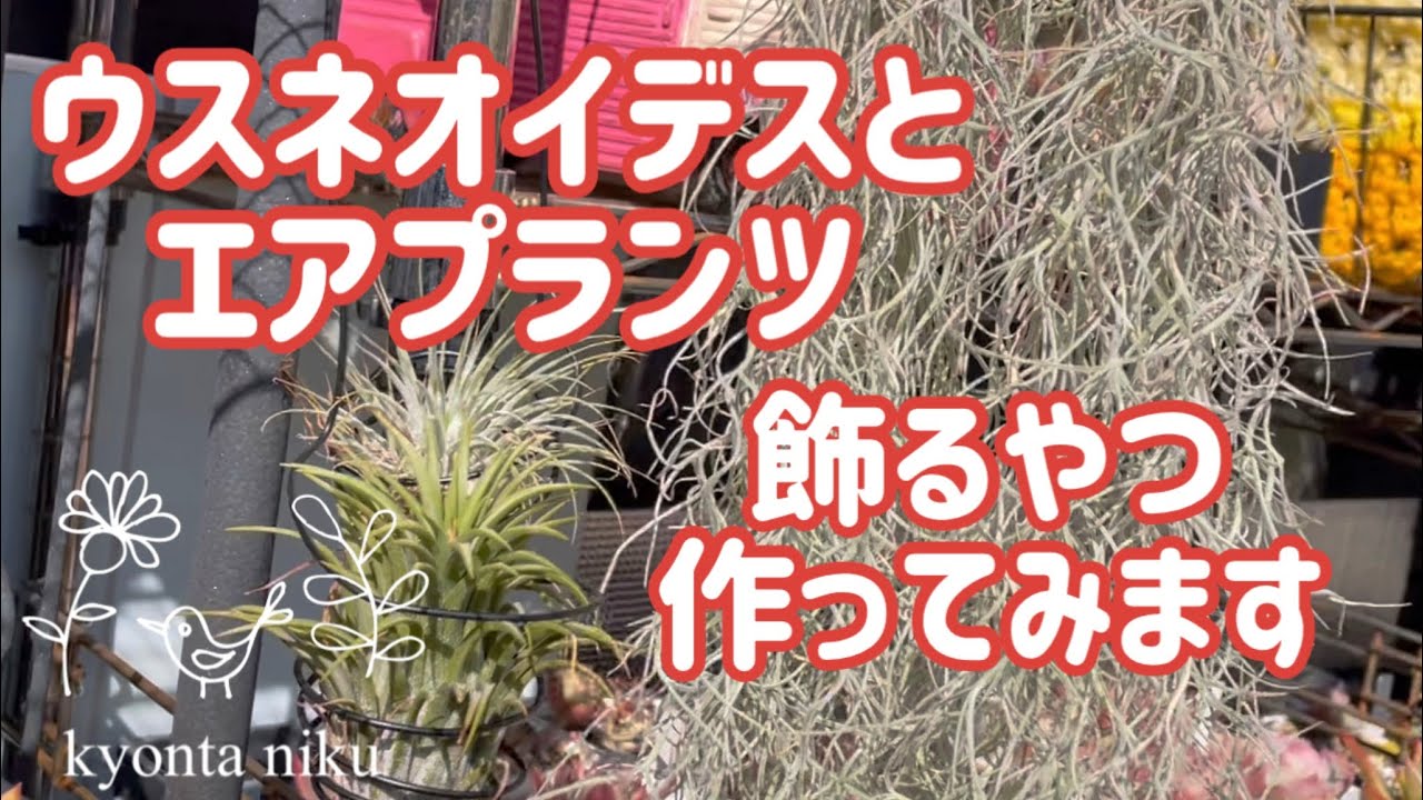 【多肉植物】【工作】ウスネオイデスとエアプランツを飾る小物を作りました