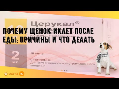 Почему щенок икает после еды: причины и что делать