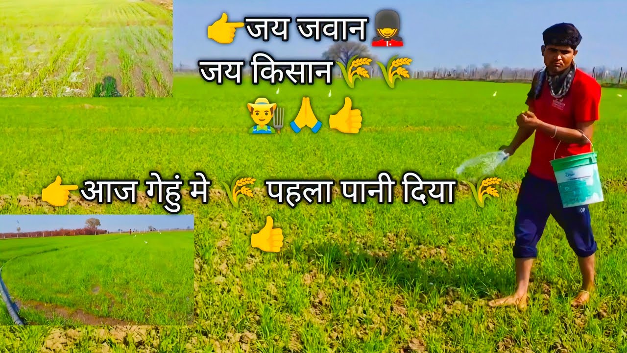 👉🌾 आज गेहुं मे पहला पानी दिया (पिलाया)🌾👉👍🙏