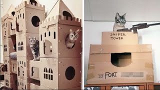 Bored Quarantined Owners Have Started Building Cardboard Forts For Cats by Tiny Cuisine 554 views 3 years ago 1 minute, 46 seconds