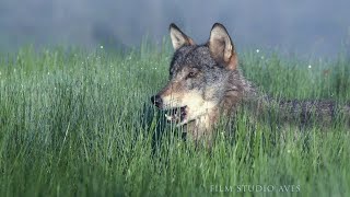 Волки в Беларуси - волчье логово | Film Studio Aves