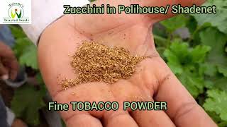 Zucchini GOLDY & HIMANI, in Polihouse/Shadenet, Sillod, Sambhajinagar, Maharashtra August 2023