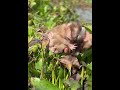 #cute #animal #pet #monkey #sad #love #poormonkey #littlemonkey #smartmonkey