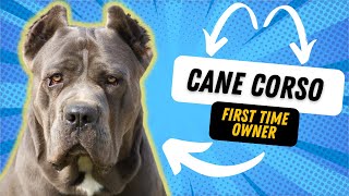 ARE CANE CORSO GOOD FOR FIRST TIME OWNERS