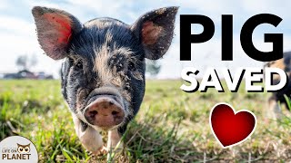 A Pig Called Out For Help And Saved The Owner by Life on Planet 785 views 2 years ago 1 minute, 49 seconds