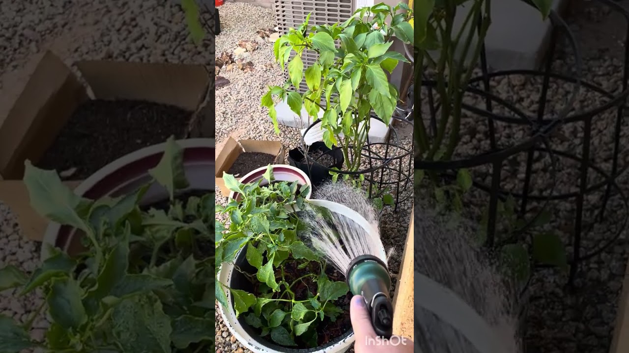 Watering our plants with Carrie 