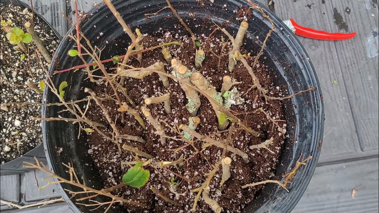 How To Propagate Crepe Myrtle From Cuttings Video How to Propagate Crepe Myrtles By Cutting! - YouTube