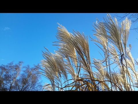 Septintosios dienos Adventistų Bažnyčia Vilniaus bendruomenė