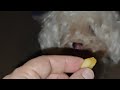 A kid learns to teach a puppy tricks !