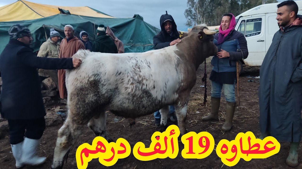 مباشرة من سوق الخميس سلا 02/12/2021/اثمنة العجل الگزاري وكلام شيق مع الگزارة والكسابة فرجة ممتعة