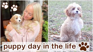 24 HOURS WITH A PUPPY + TIPS, ROUTINE & ESSENTIALS | DAY IN THE LIFE CAVAPOO PUPPY