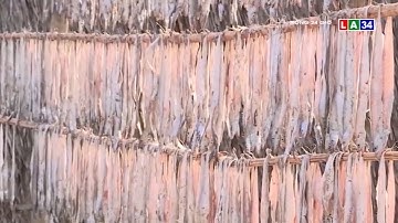 Nhộn nhịp mùa cá hố khô trên biển Cà Mau | LONG AN TV