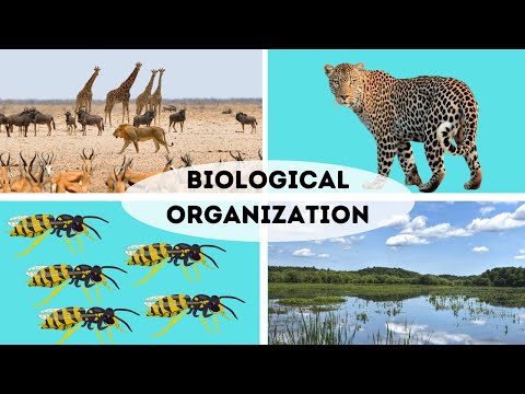 Video: Cine sunt organizate ecosistemele?