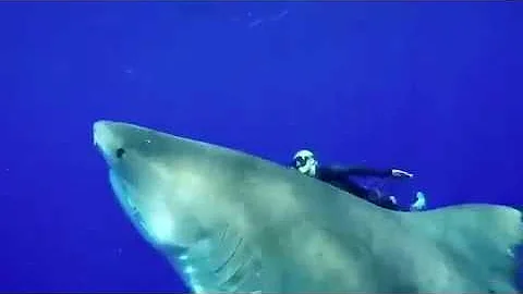 Onde os tubarões-tigres vivem?