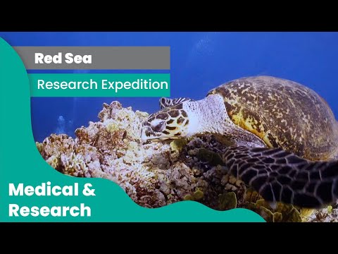 The APOCALIPTRIP: CCR Research Expedition in the Red Sea