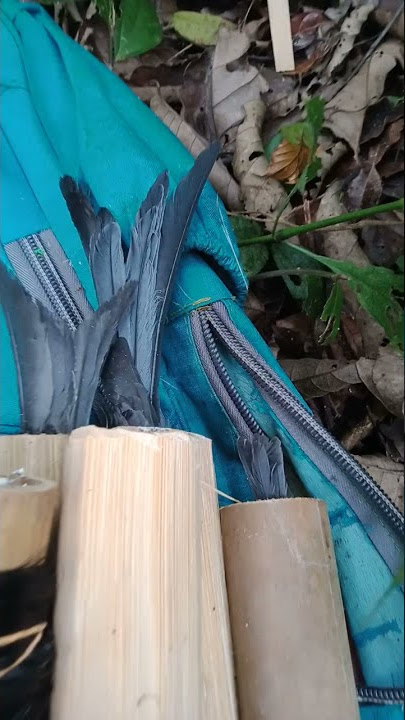 Bolang Pleci Lokal