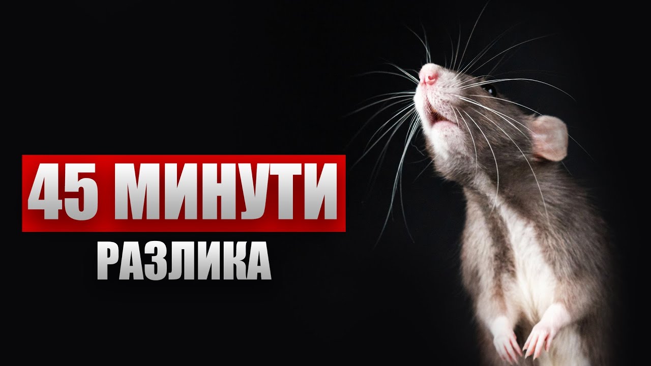 ПЛЪХОВЕ | Юли 2025