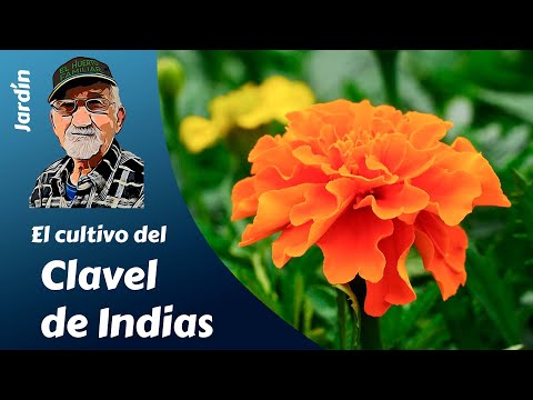 CARNATION OF INDIES, TAGETES: how to grow Carnations of Indies or Tagetes. Complete process