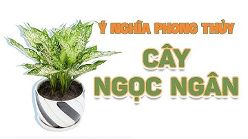 CÂY NGỌC NGÂN TƯỢNG TRƯNG CHO TÌNH YÊU VĨNH CỬU