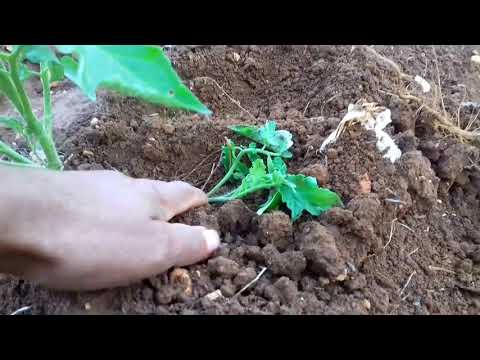 فيديو: زراعة شتلات الطماطم