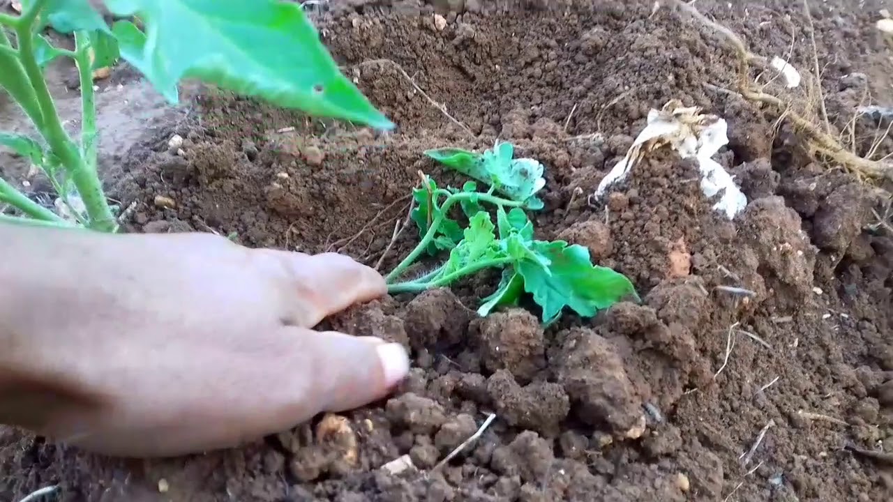 شاهد اسرار  شتلة 🌱 الطماطم