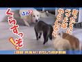 【福岡 筑後弁アテレコ】よ~し!お前たちついてこい!ベッドを奪いにいくぞ!おいゴン!「くらすっぞ!」 爆笑アテレコ