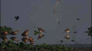 Grey-Headed Lapwing (Vanellus cinereus)....বালিঘোঁৰা....@Deepor Beel Wildlife Sanctuary, Dec 2021.