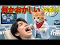 【感動】ネコの歯医者トラの一日|怖くない歯科治療! 不安な患者を笑顔にする物語 🐱