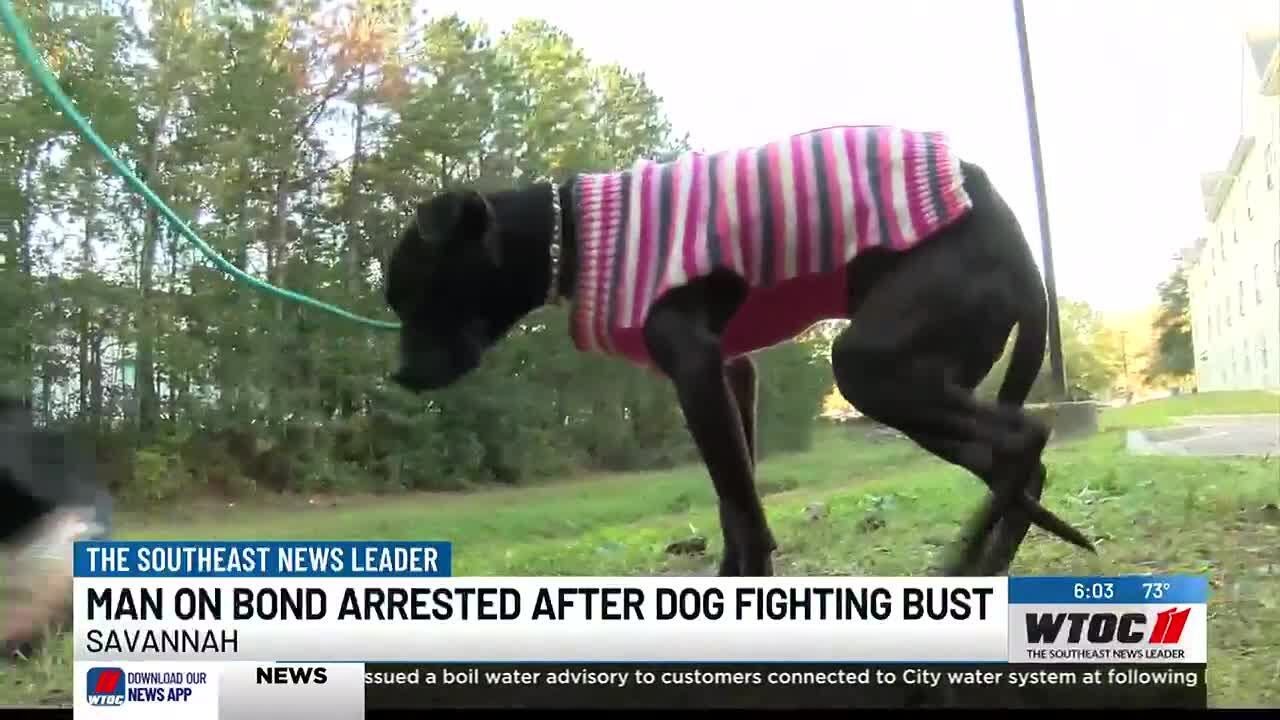 Man on bond arrested after dog fighting bust